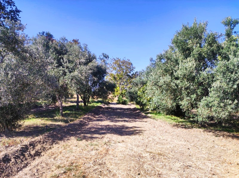 Havran Büyükdere Mah`daTarla. - 14